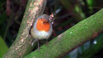 Beautiful robin bird Full HD released by NCV