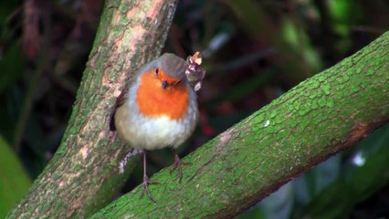 Beautiful robin bird Full HD released by NCV