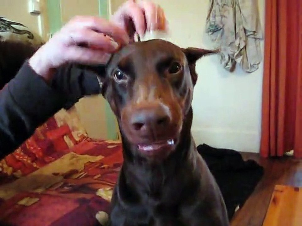 Chien,dog,dobermann,doberman,doberman drole,drole,funny,fun