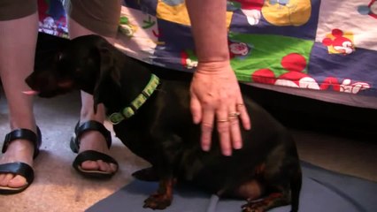 Dachshund -1st Puppy Birth Part 1!!