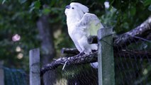 Beautiful dancing cockatoo (white parrot)  Full HD released by NCV
