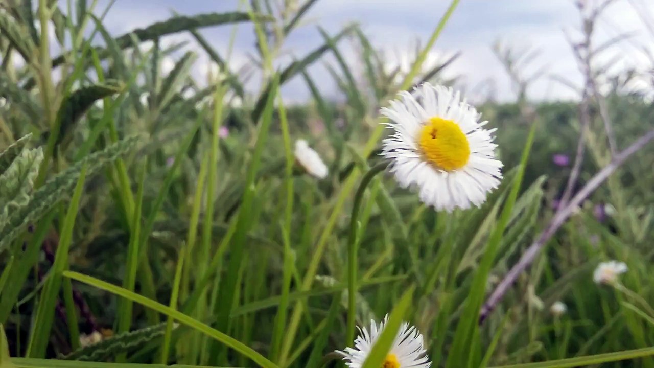 Bloomed Daisy flower Full HD released by NCV