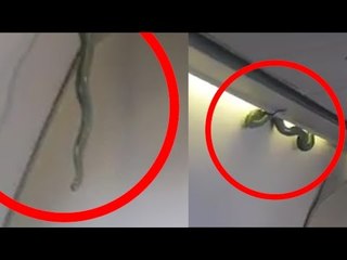 Descargar video: Snake on a Mexico flight, passengers run for their lives, Watch Video | Oneindia News