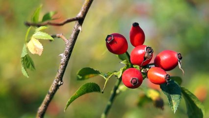 Beauty of nature Full HD released by NCV