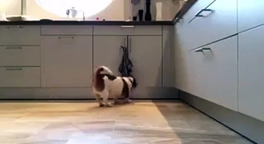Happy Weekend by a good Dog