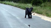 ¡Cría de elefante se divierte persiguiendo pájaros!