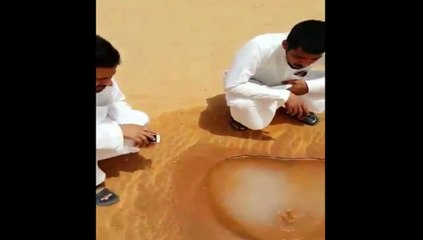 ¡Descubren un pequeño manantial en medio del desierto!