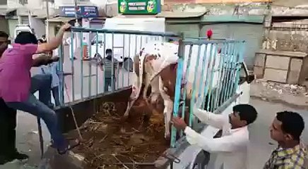 Rocket cow ran away..... Rocket cow utartey he bhag gaye