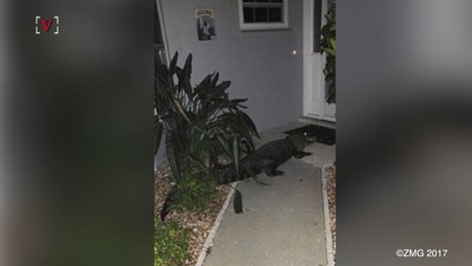Alligator Walks Right Up to Homeowner's Front Door