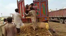 Unloading of bulls in Sohrab Goth Mandi 2016