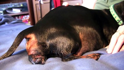 Dachshund- 2nd Puppy Birth Part 2!!