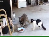 فيديو مضحك لراكون برازيلى يسرق الطعام من 3 قطط
