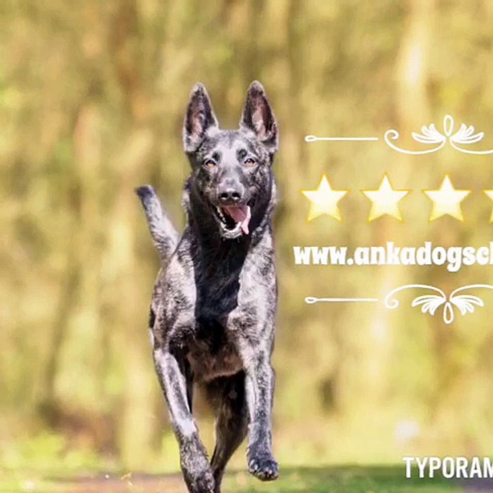 KÖPEK EĞİTİMİ YERNDE VERİLİR-05555139989