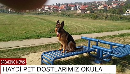 YERİNDE KÖPEK EĞİTİMİ VERİLİR  05555139989