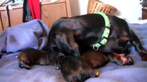 Dachshund- 3rd Puppy Birth Part 3!!