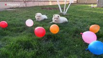 Cachorros disfrutan un millón jugando con unos globos