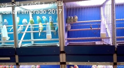 Marché aux oiseaux à Paris 16/04/2017