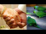 Kuwait man's extra marital affair exposed by pet parrot, wife files for divorce | Oneindia News