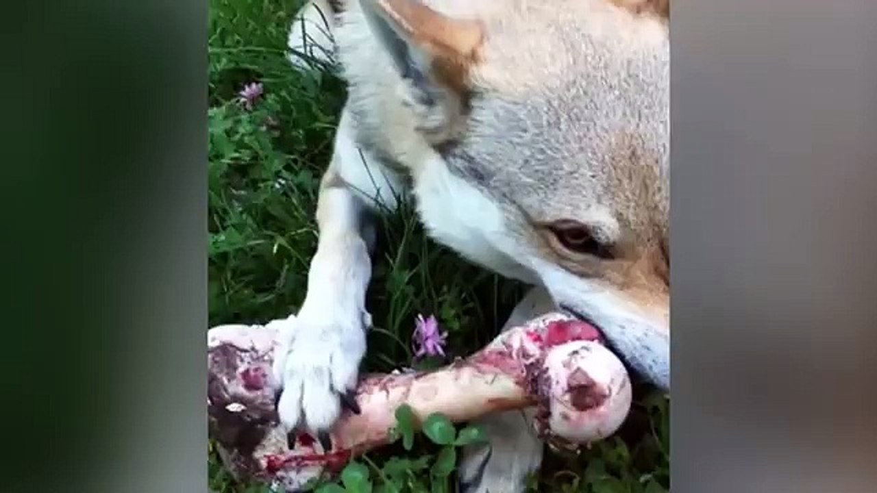 10 Gefährlichste Hunderassen der Welt