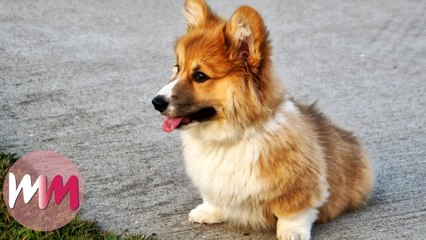 Top 5 Reasons You Should Get a Dog