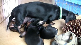Dachshund - Cute 6 Week Old Puppies Part 7!!