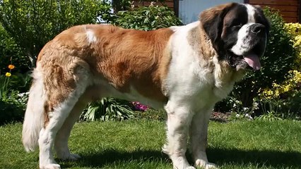 Die 8 größten Hunderassen der Welt