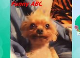 Funny dogs ,dogs videos ,dogs, hot funny, Funny dogs videos hot funny animals part 10