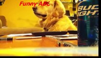 Funny dogs ,dogs videos ,dogs, hot funny, Funny dogs videos hot funny animals part 12