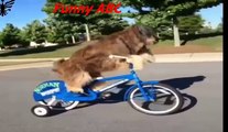 Funny dogs ,dogs videos ,dogs, hot funny, Funny dogs videos hot funny animals part 13