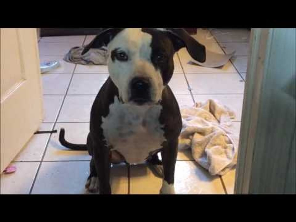 This Drooling Doggo Is Ready for Some Food