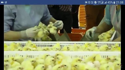 Pasi të shihni këtë VIDEO, nuk do hani më kurrë mish pule