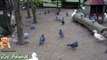 Real Duck Chickens Goose Pigeon Swa mals -