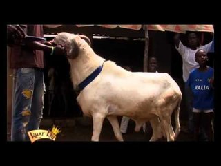 Khar Bii - Séléction Mouton  - Kaolack