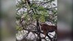 Ce tigre un peu trop ambitieux grimpe à l'arbre pour attaquer un singe et son petit... Raté