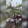 Ce tigre un peu trop ambitieux grimpe à l'arbre pour attaquer un singe et son petit... Raté