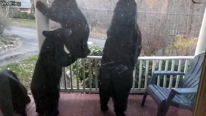 Cette famille d'ours est affamée et se pointe sur le perron d'une maison....