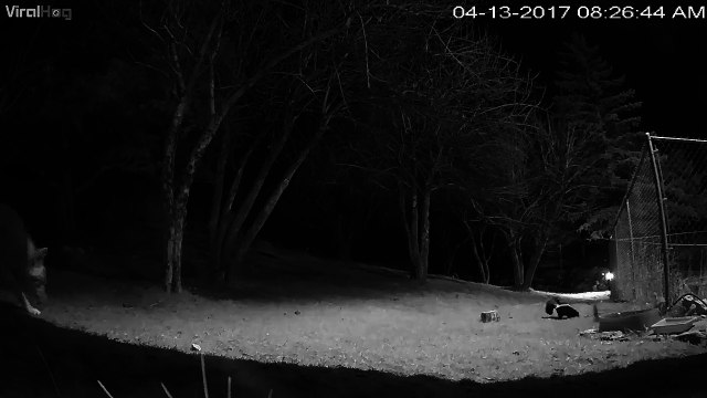 Qui va gagner : le coyote ou le putois...