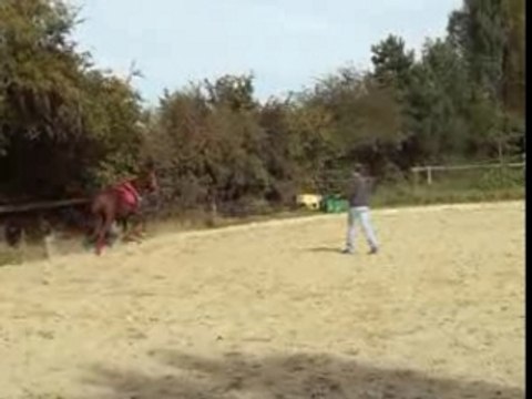 Galop, cercle, changement de pied