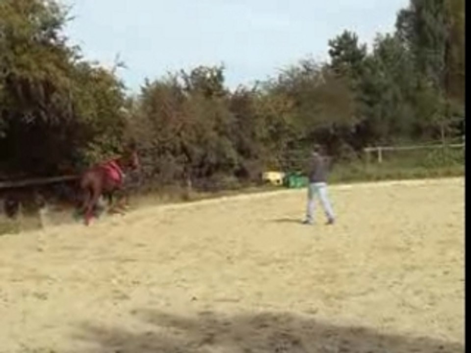 Galop, cercle, changement de pied