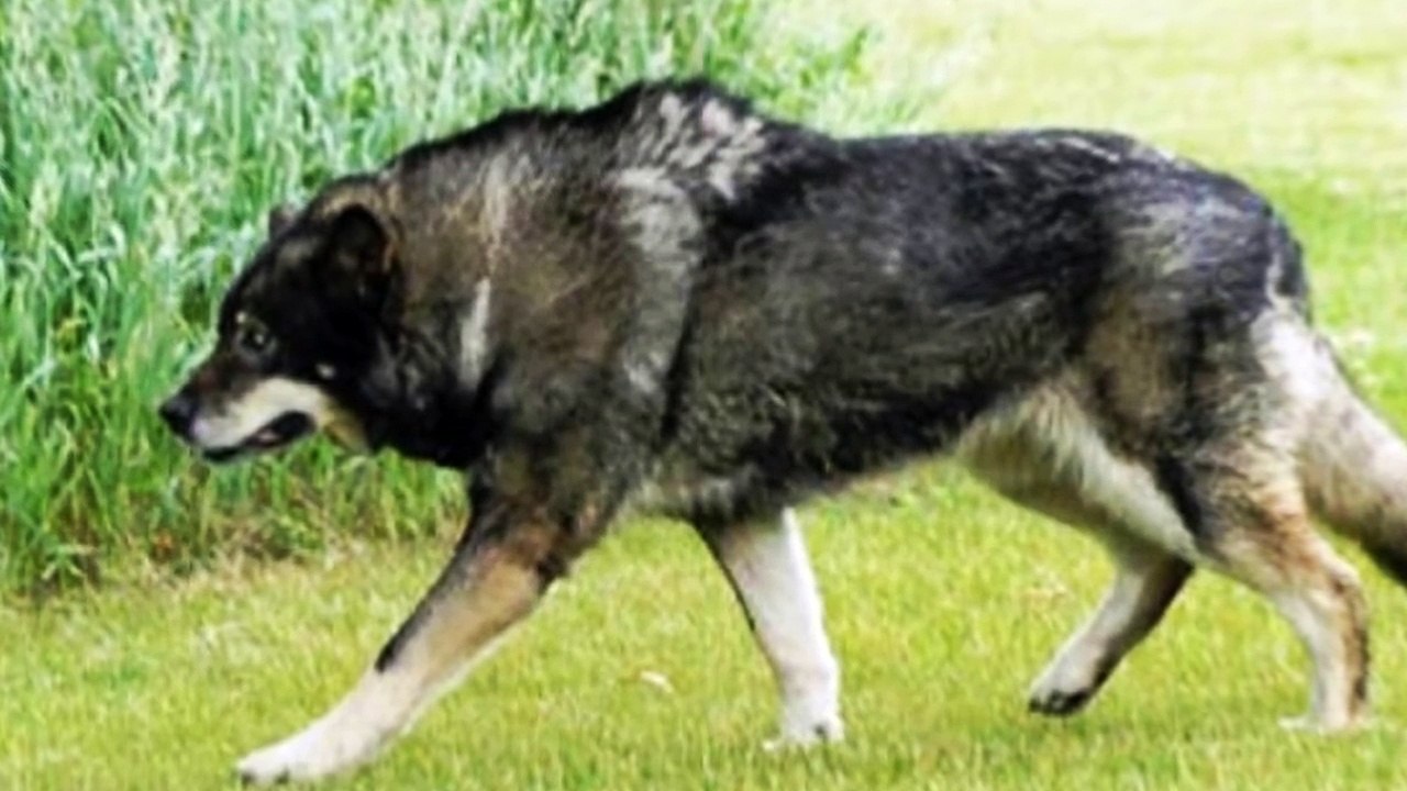 Dünyanın EN TEHLİKELİ 10 Köpek Irkı
