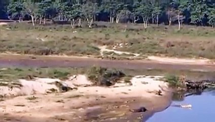 Göle Giren Köpeği Tek Hamlede Yutan Timsah