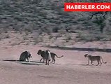 Serengeti'de Yaşlı Erkek Aslanı İnfaz Ettiler