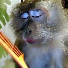 Monkey Enjoys Her Makeup and feels it