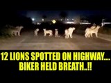 Lions 'pride' walk halts traffic on highway in Gujarat | Oneindia News