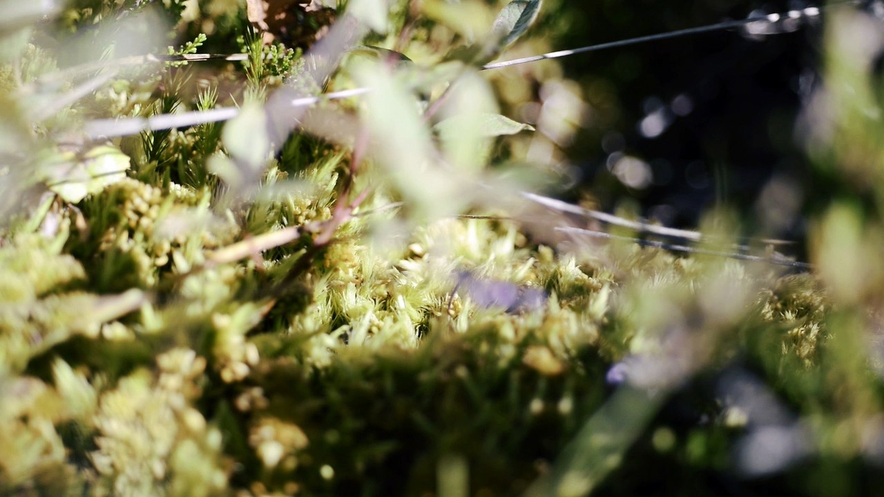 Tourbières > 15. Linguistique et toponymie des tourbières