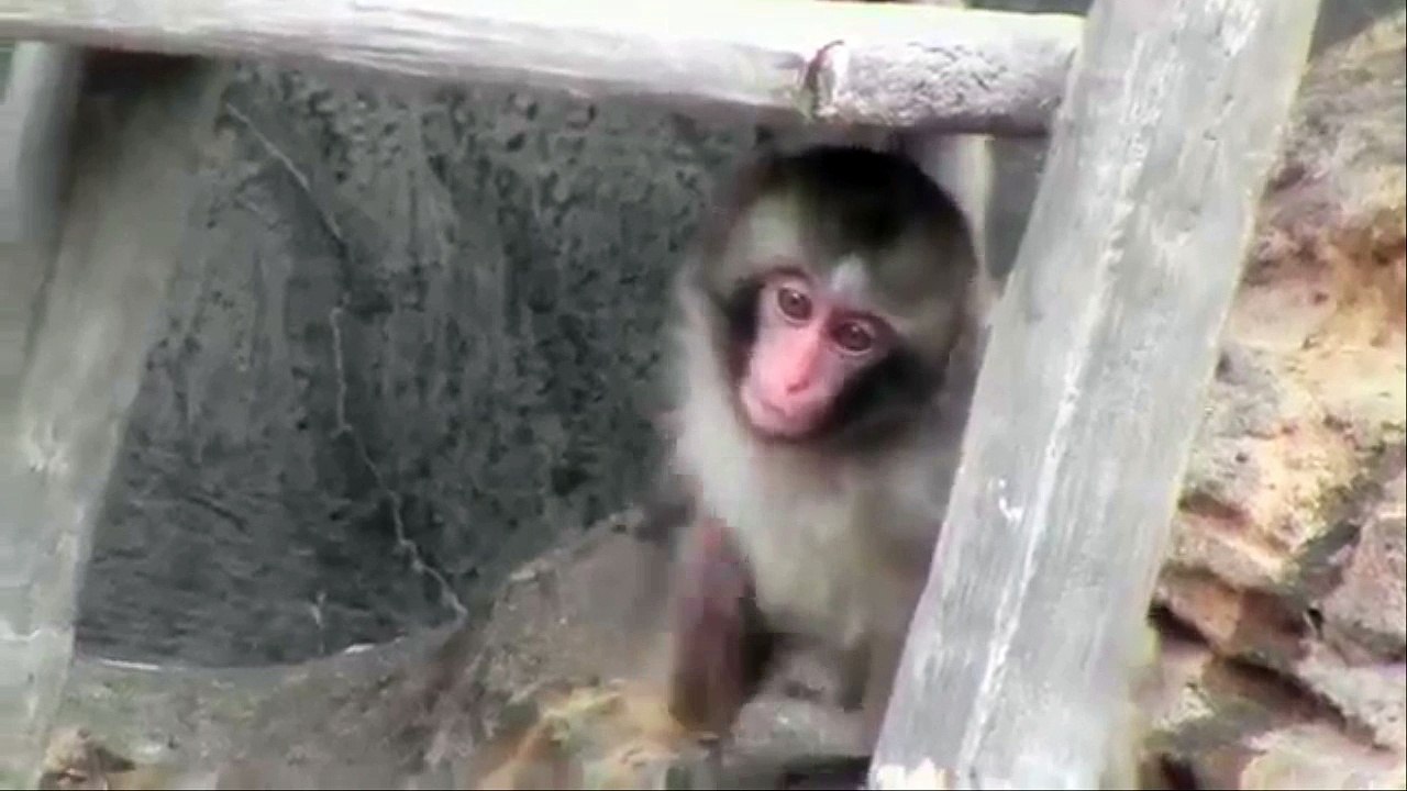 Baby monkey playing
