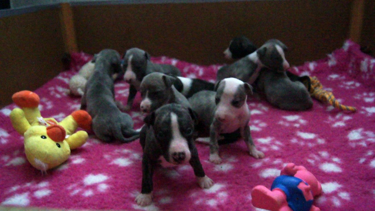 LES PETITES NOTES S'EVEILLENT 18 JOURS