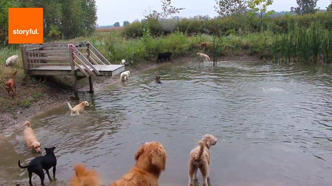 Joyful Pooches Frolic in Special Pond