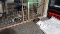 A Fennec Fox & Her Crazed Friend
