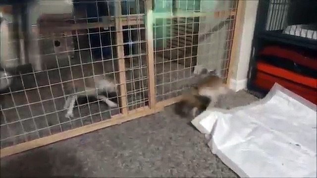 A Fennec Fox & Her Crazed Friend